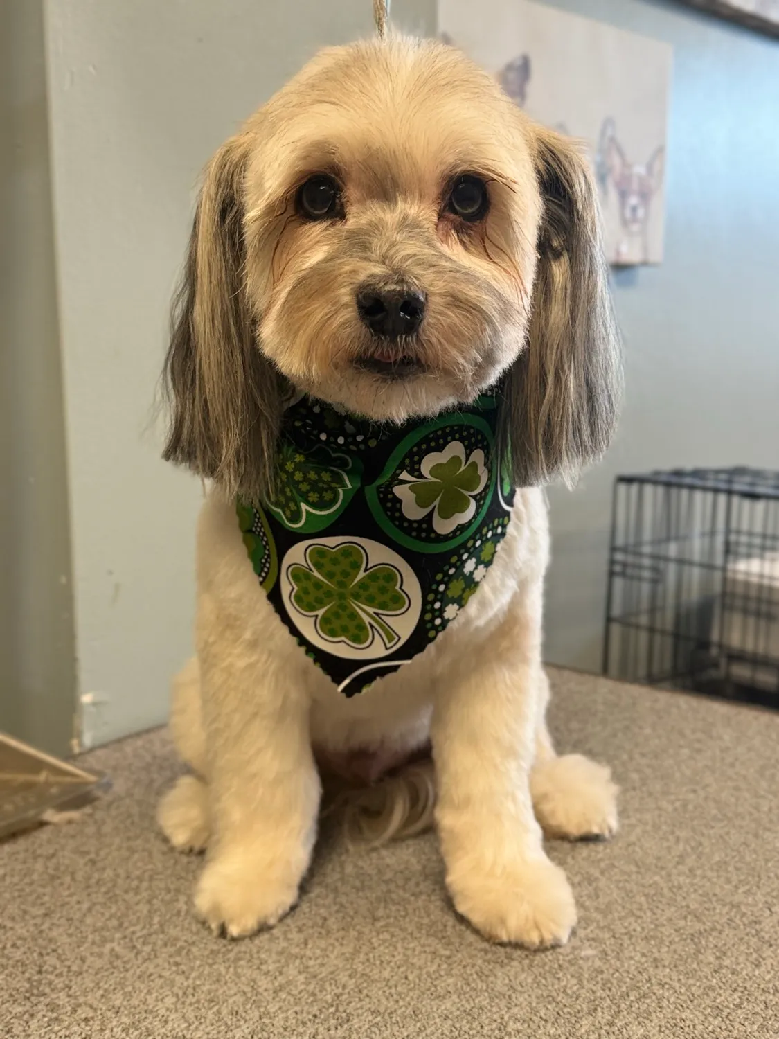 Small dog freshly groomed with a bandana at Premier Pet Services
