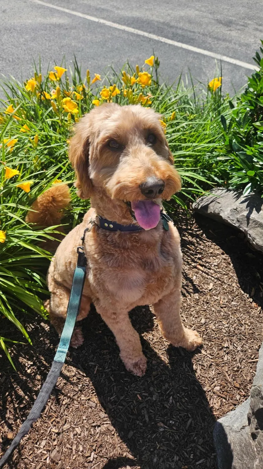Freshly bathed goldendoodle with a soft, clean coat